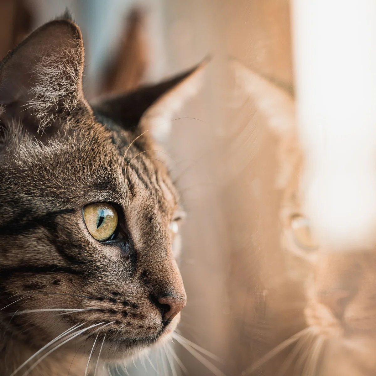 Eine getigerte Katze schaut aus dem Fenster