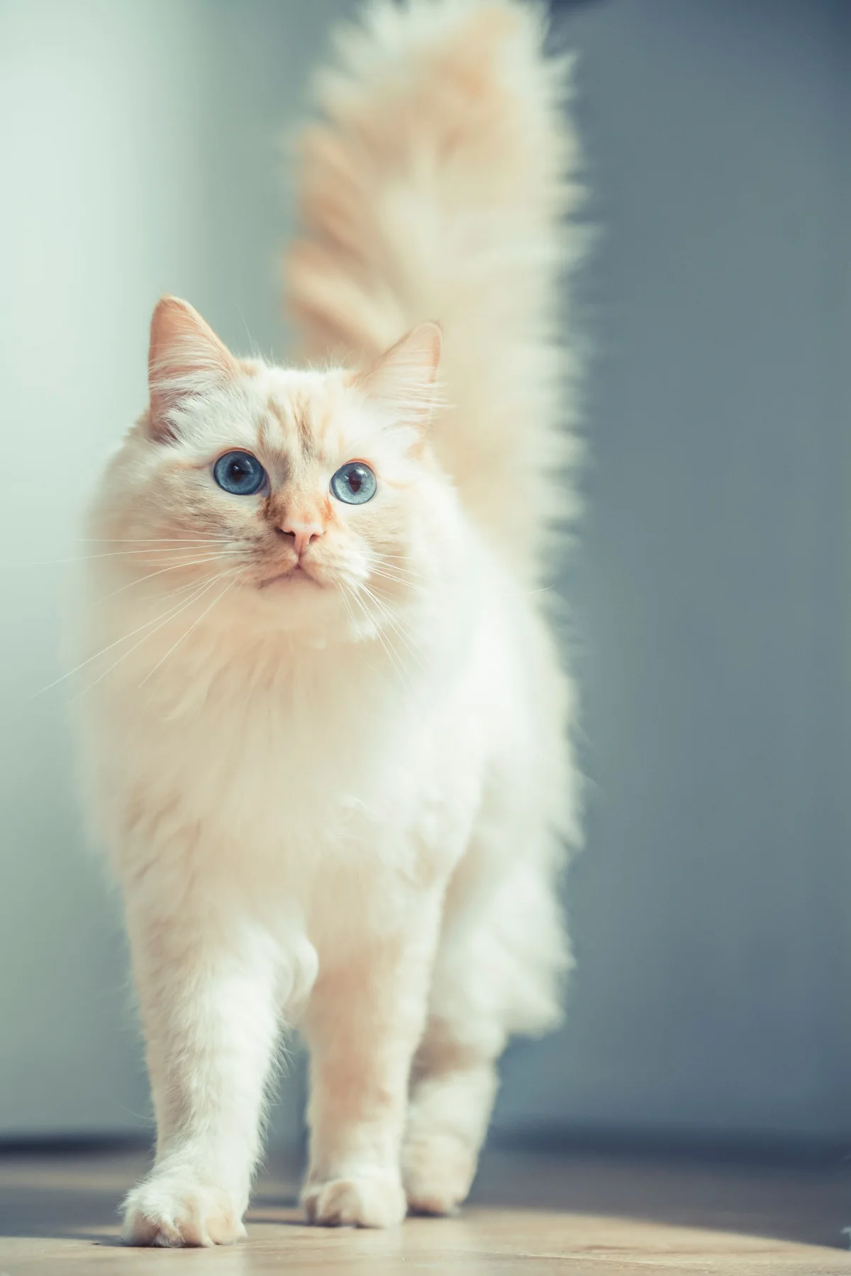 Eine weiße Katze mit aufgerichtetem buschigem Schwanz
