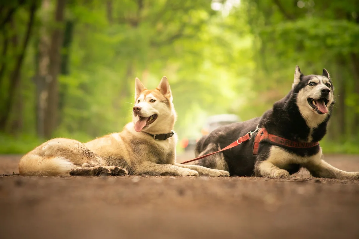 Zwei Hunde liegen auf einem Waldweg