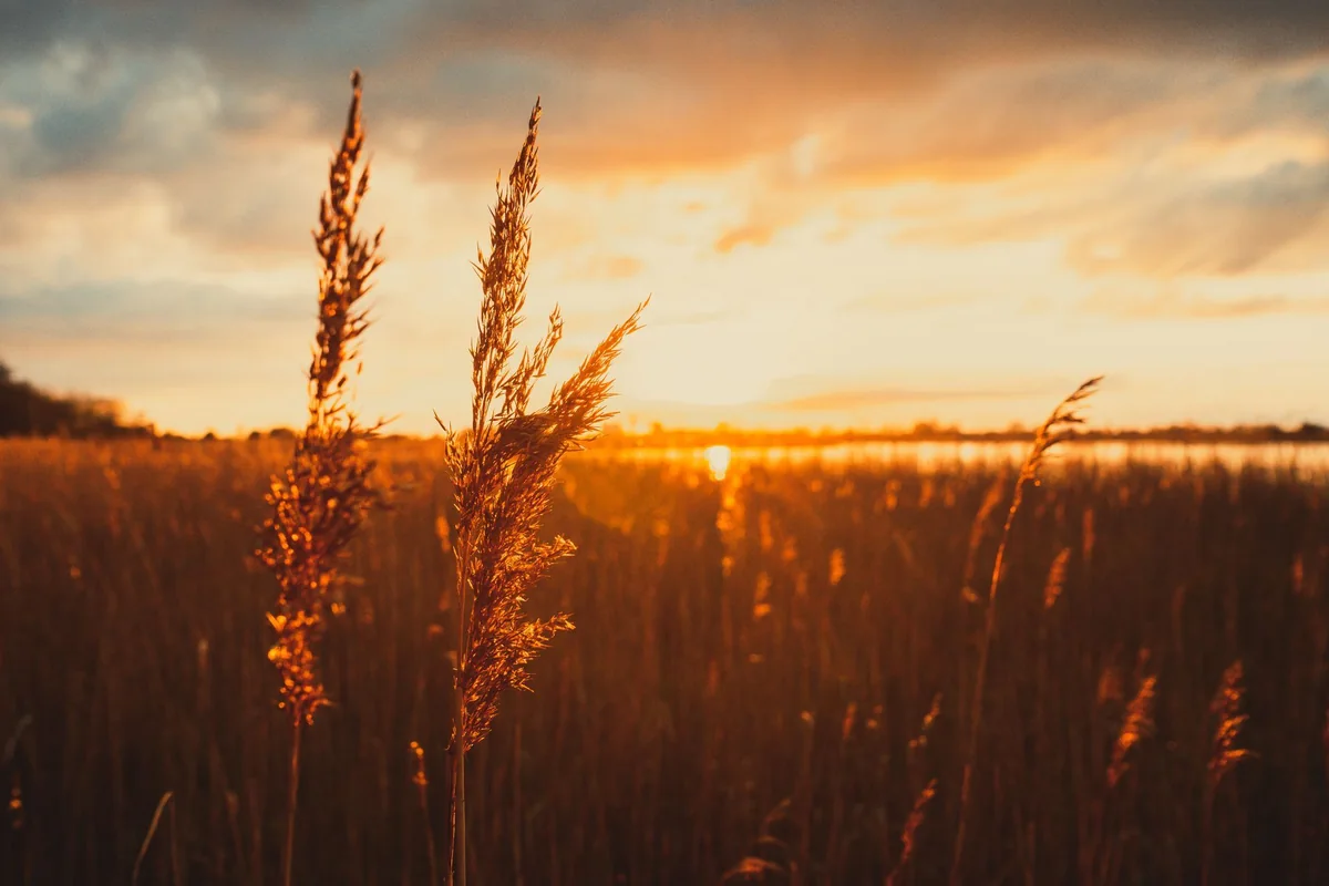 Gräser im goldenen Licht des Sonnenuntergangs