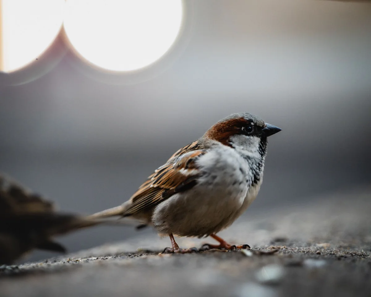 Ein Spatz sitzt auf einem Ast