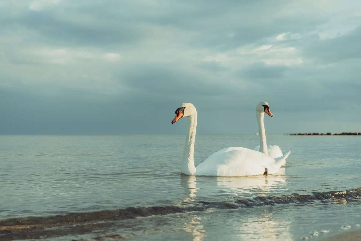 Zwei Schwäne auf ruhigem Wasser
